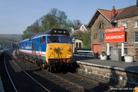 50027 Lion