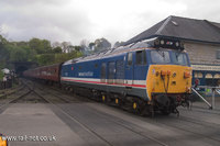 50027 Lion