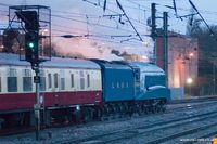 60019 Bittern
