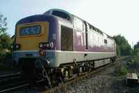 55016 Gordon Highlander