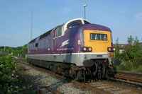 55016 Gordon Highlander