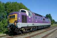 55016 Gordon Highlander