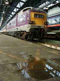 55016 Gordon Highlander