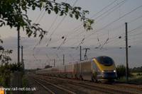373304 The White Rose